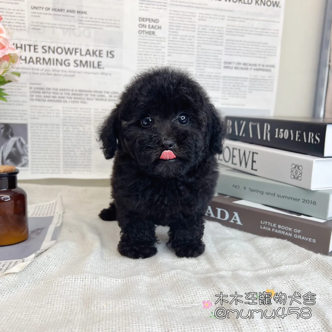 貴賓犬(黑色)