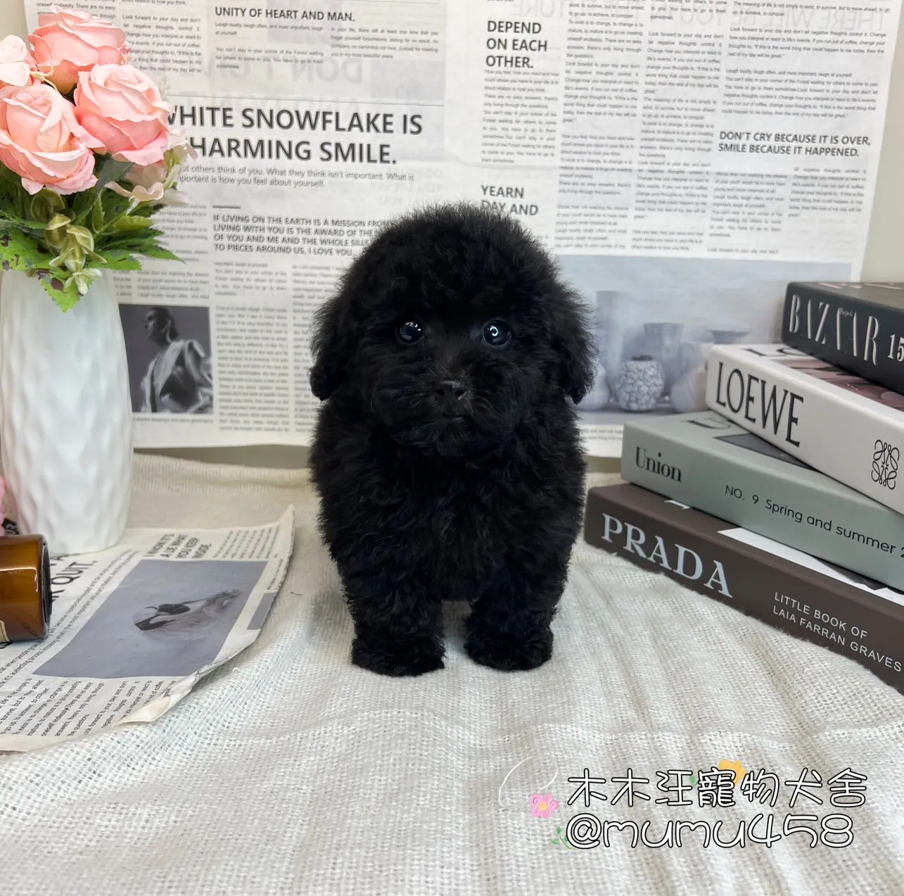 貴賓犬(黑色)