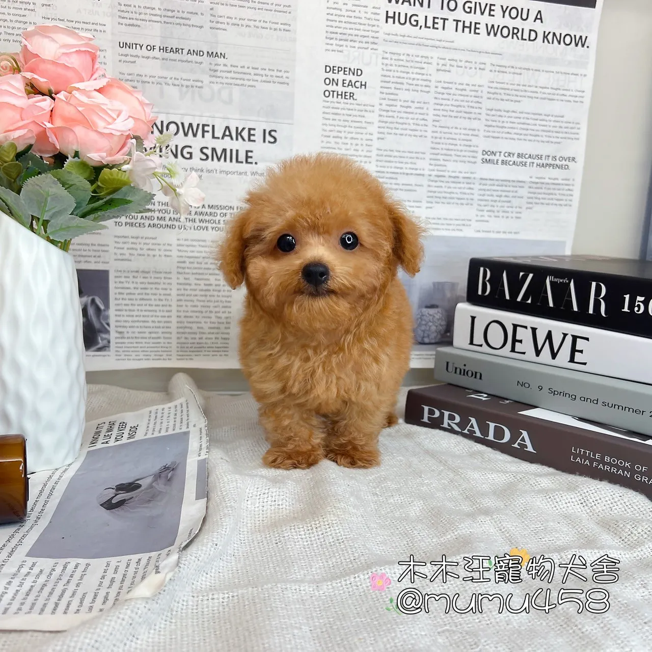 貴賓犬(奶油紅色)