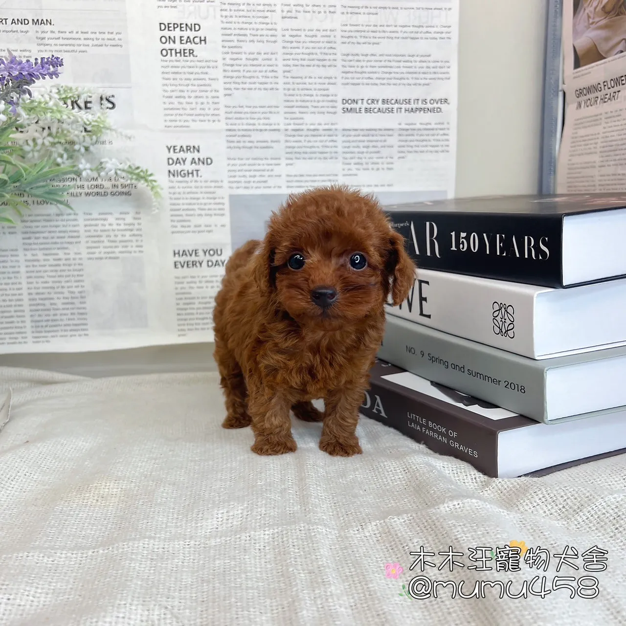貴賓犬(紅色)