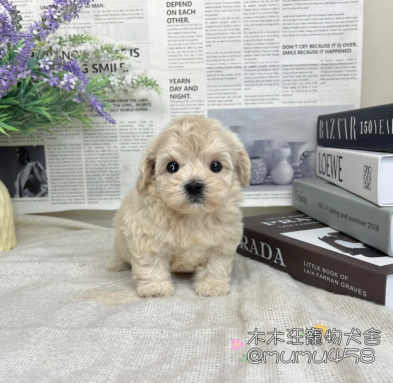 瑪爾泰迪(奶油)