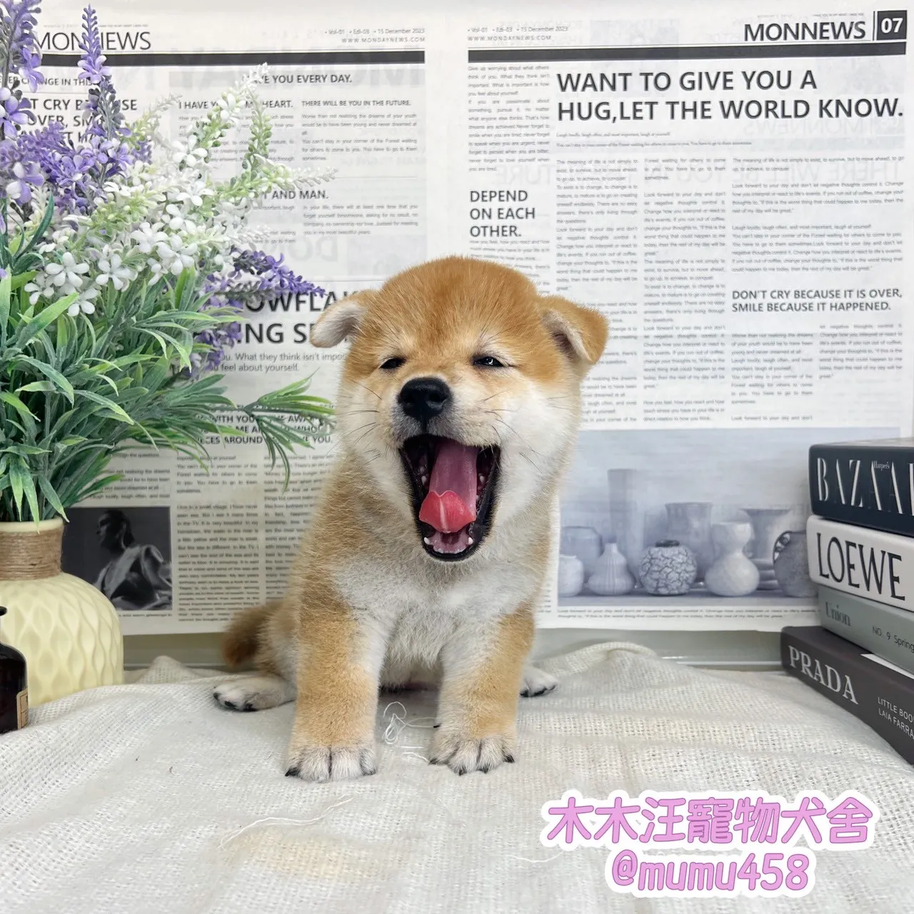 柴犬(赤色)