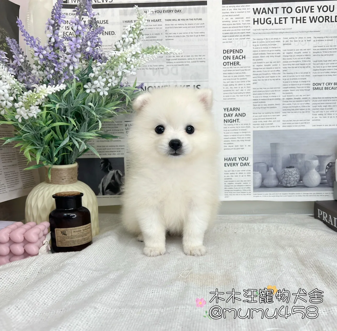 狐狸犬