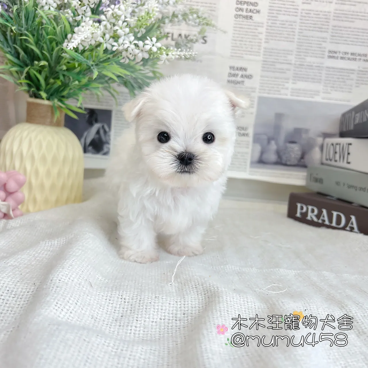 迷你型瑪爾濟斯