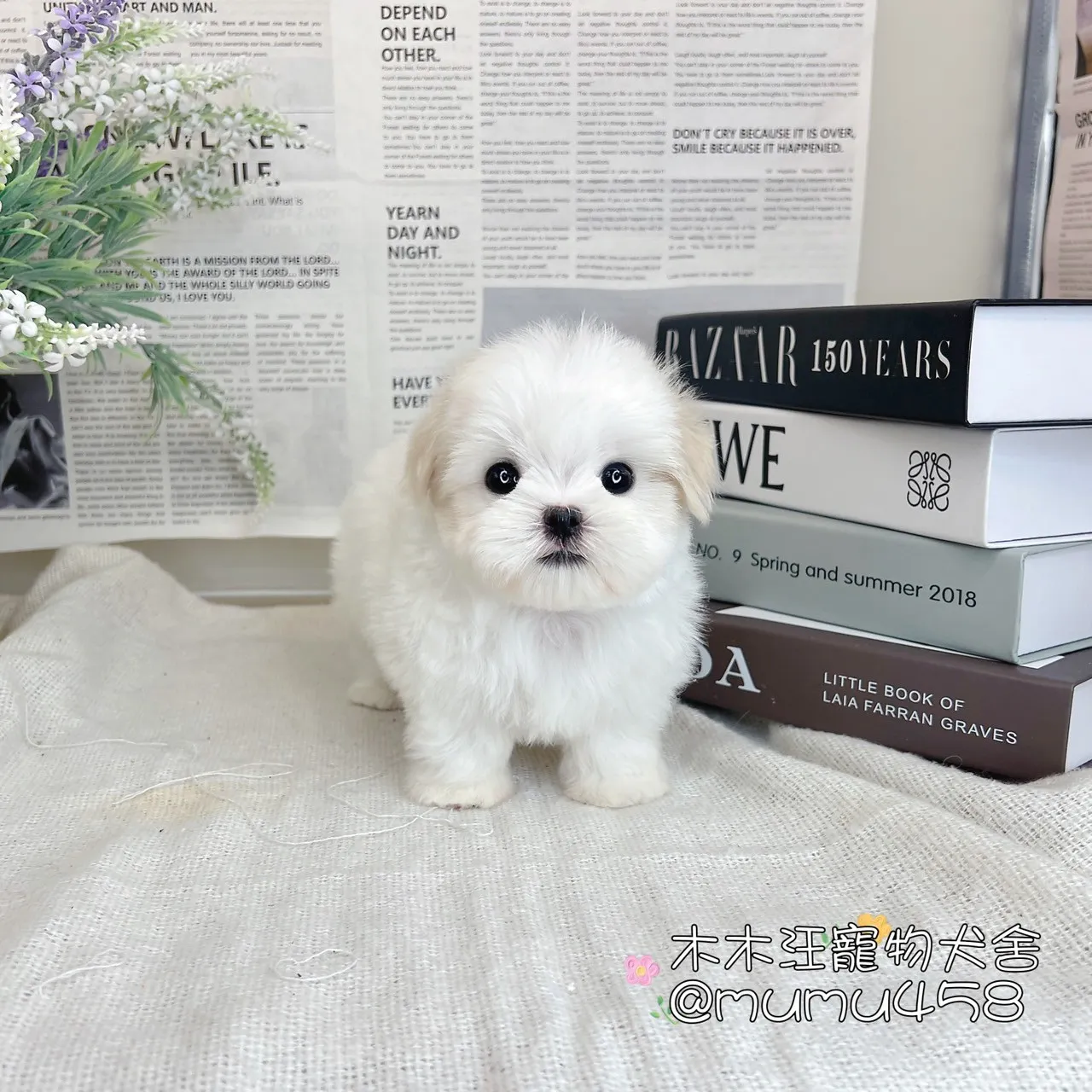 迷你型瑪爾濟斯
