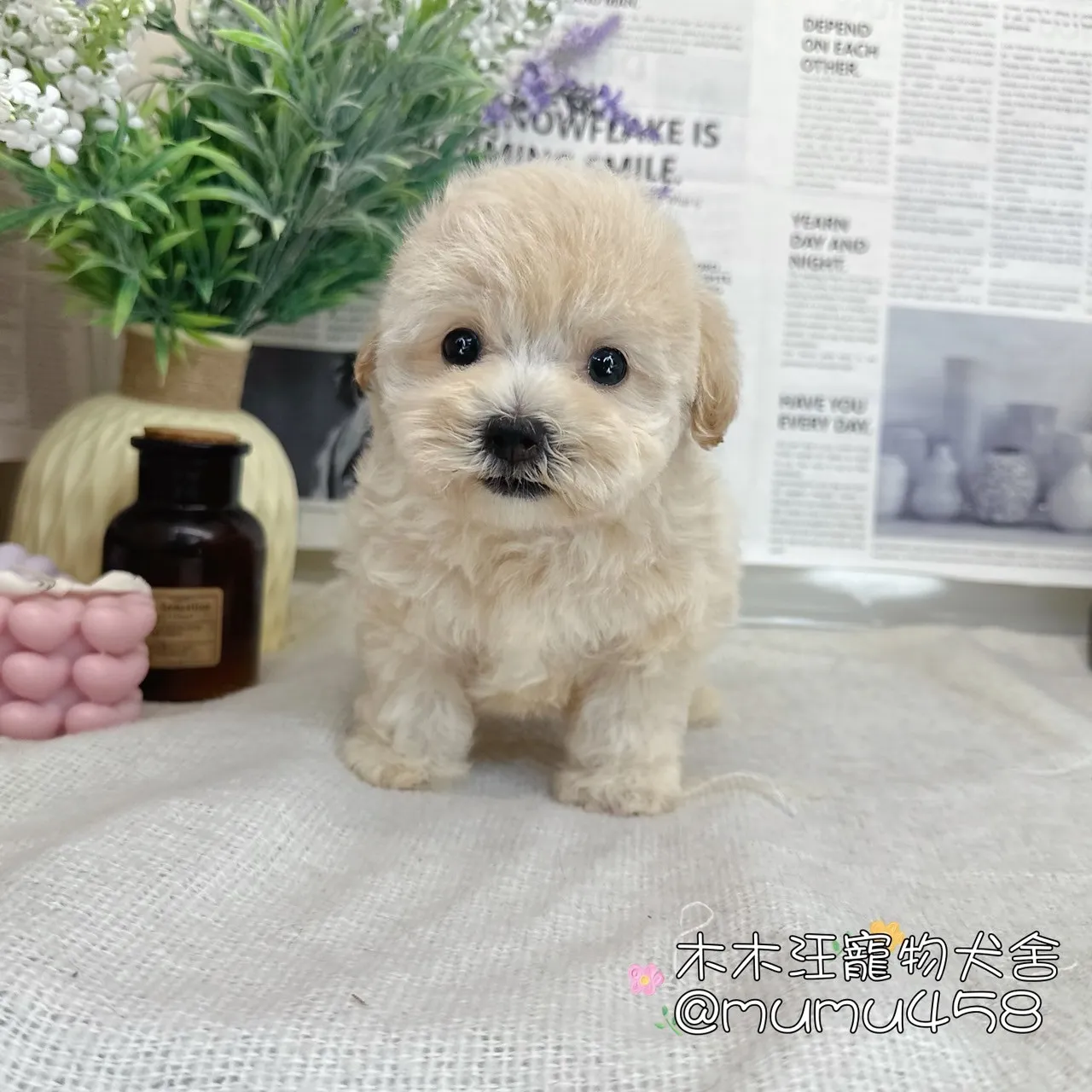 瑪爾泰迪(奶油)
