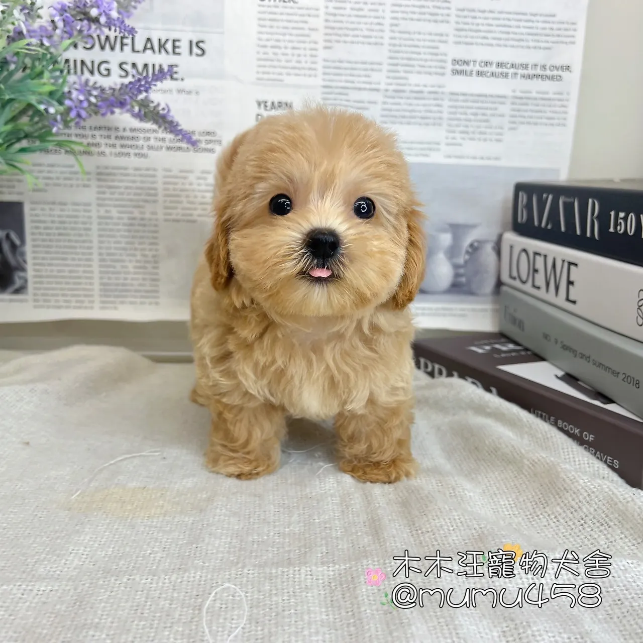 瑪爾泰迪(奶油)