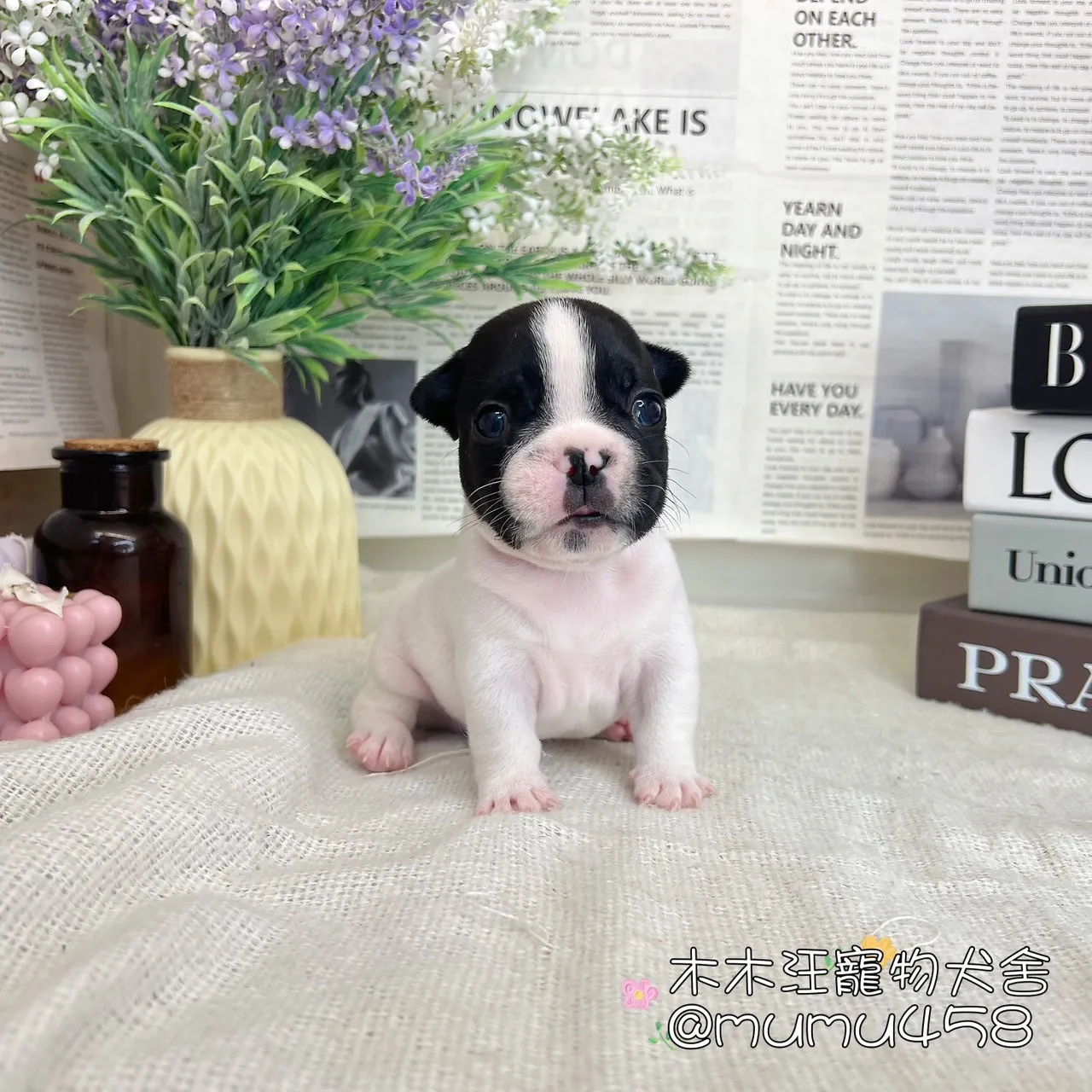 法國鬥牛犬(乳牛色)