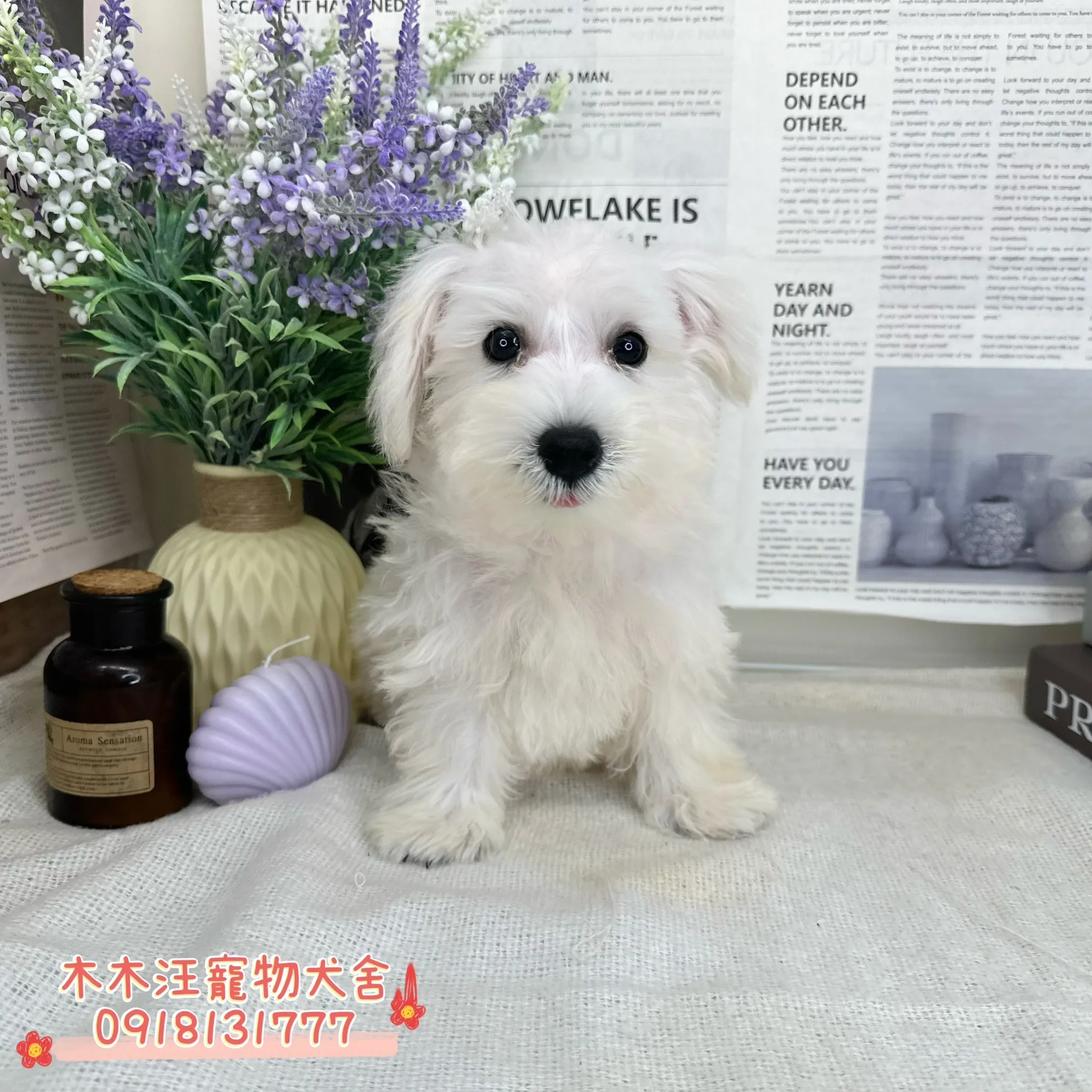 迷你雪納瑞(白色)