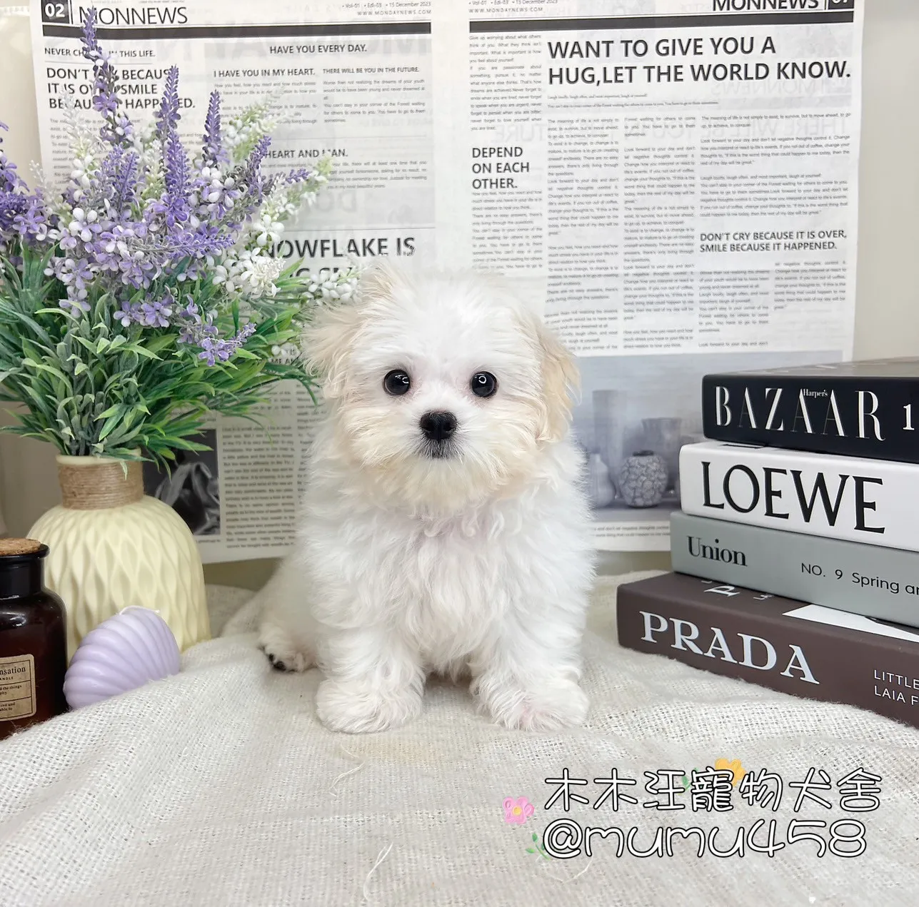 瑪爾濟斯