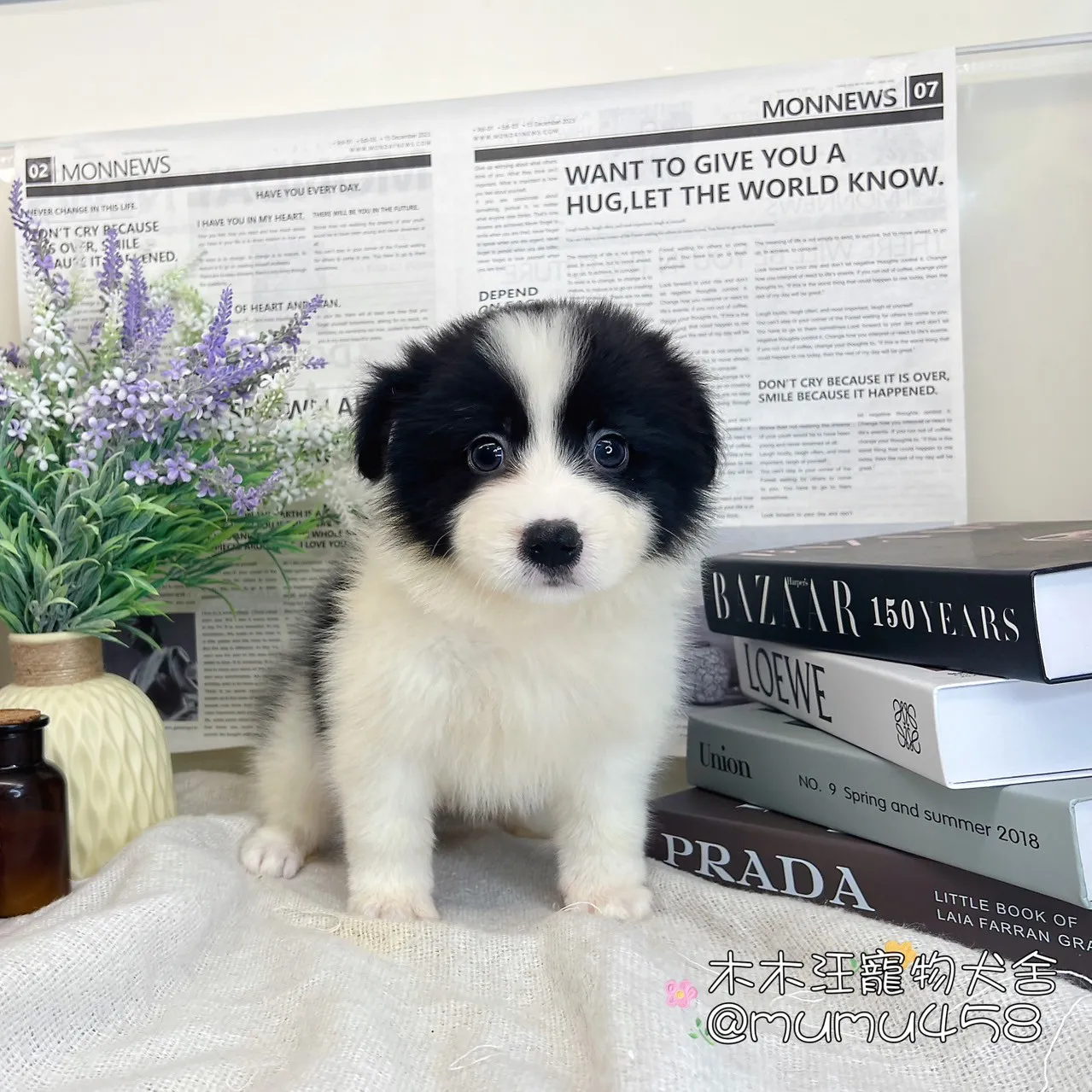 邊境牧羊犬(黑白色)