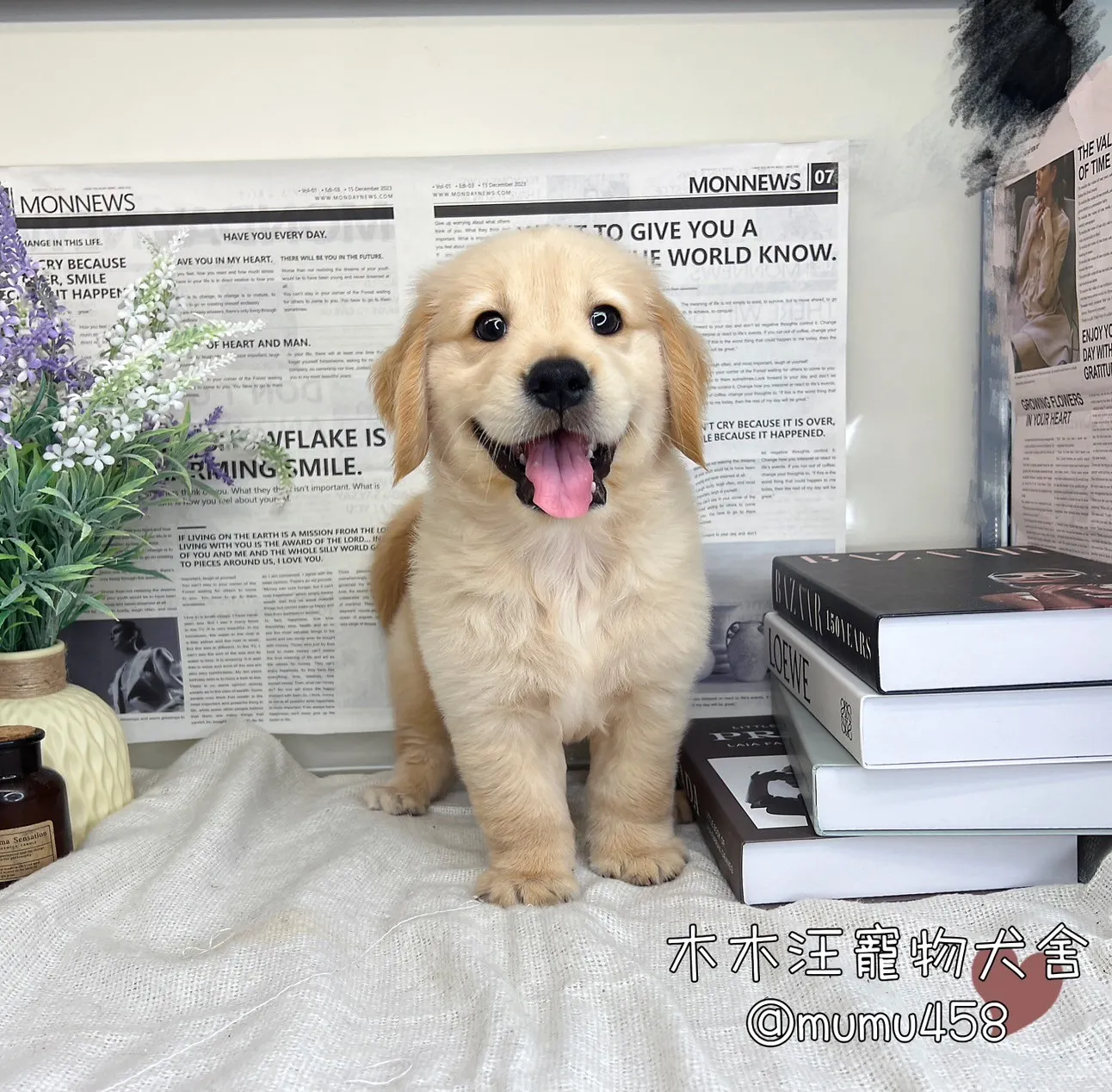 黃金獵犬