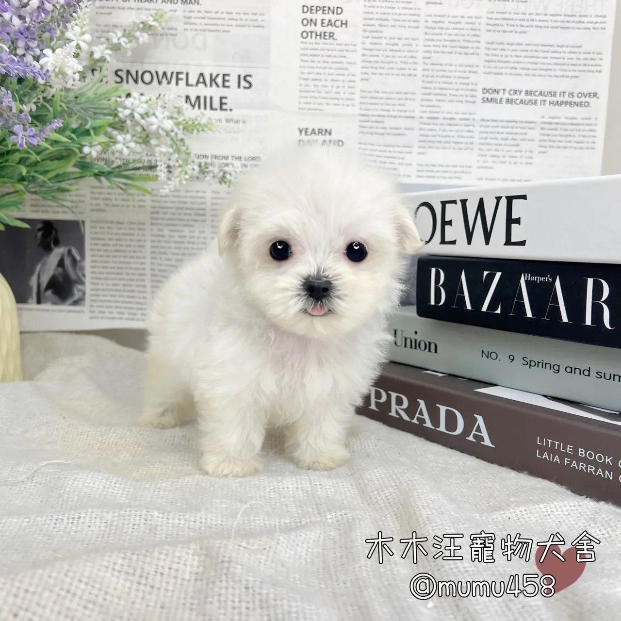 迷你型瑪爾濟斯