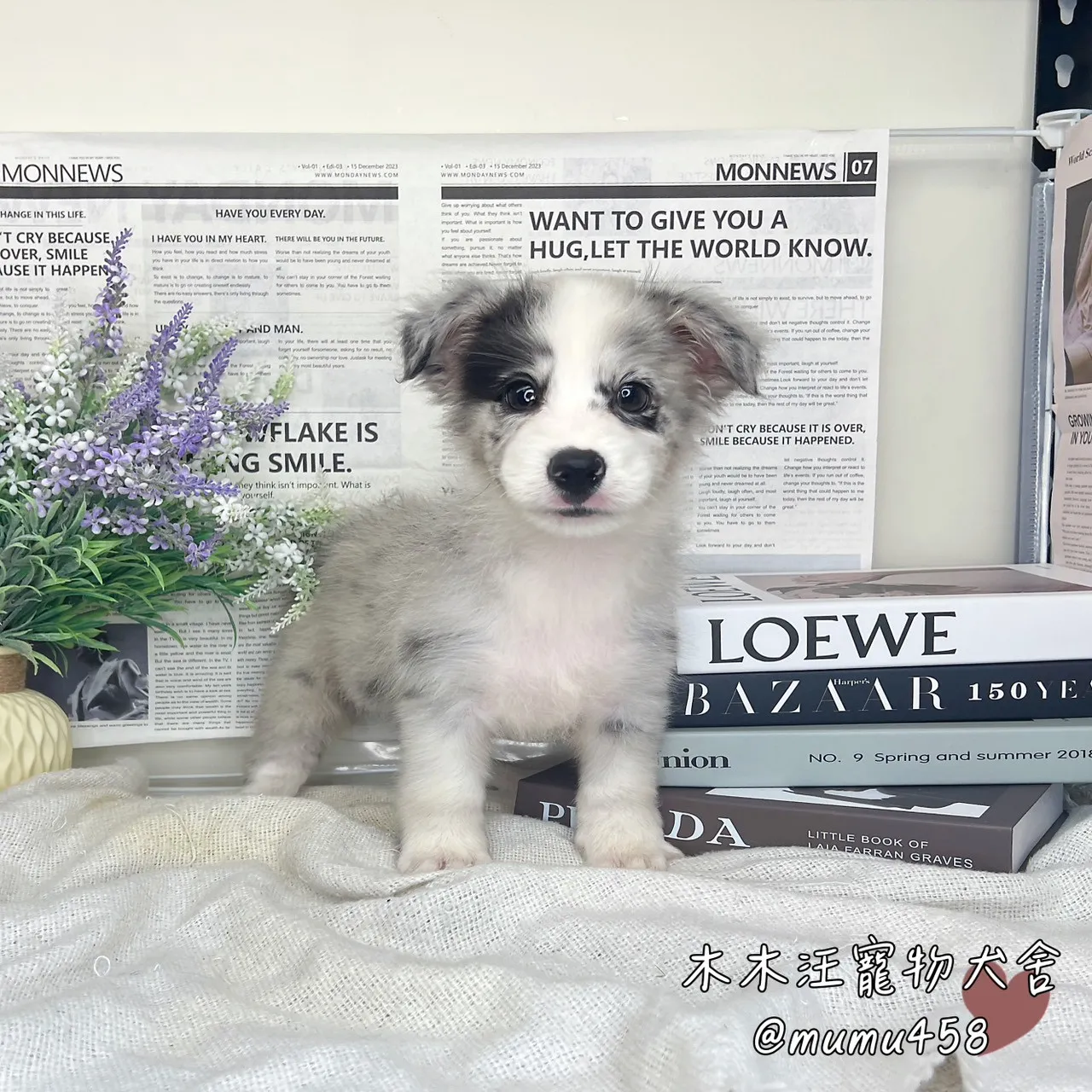 邊境牧羊犬(隕石色)