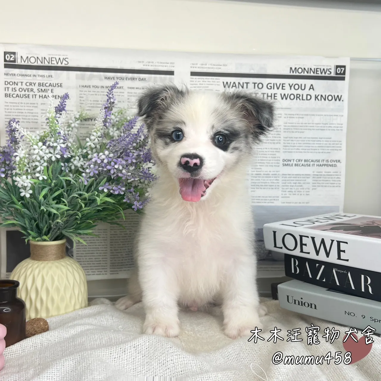 邊境牧羊犬(隕石色)