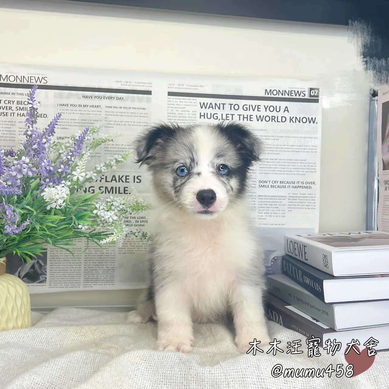 邊境牧羊犬(隕石色)