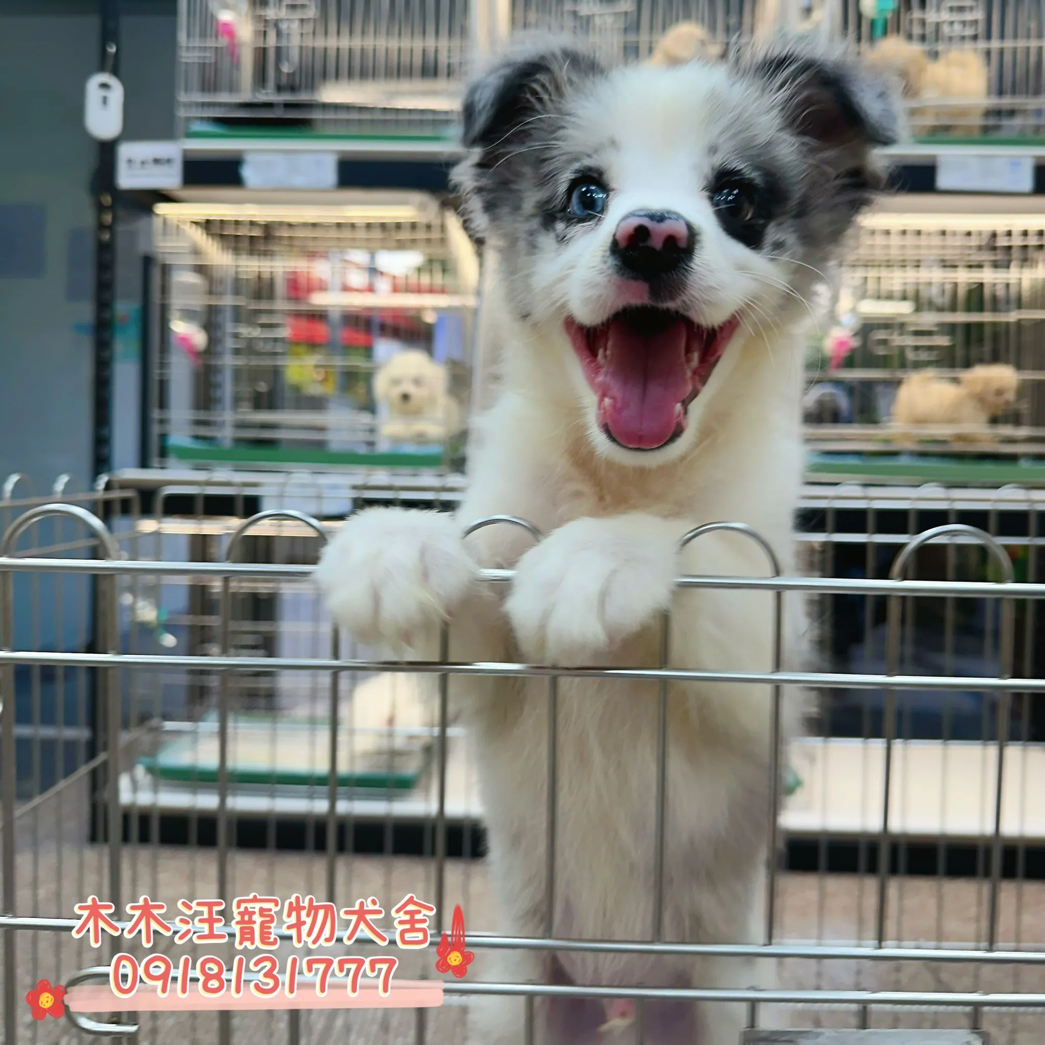 邊境牧羊犬(隕石色)