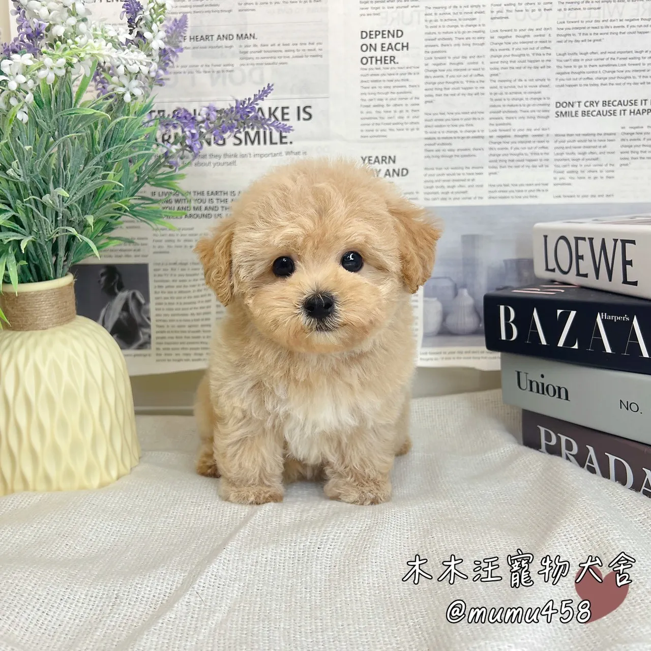 瑪爾泰迪