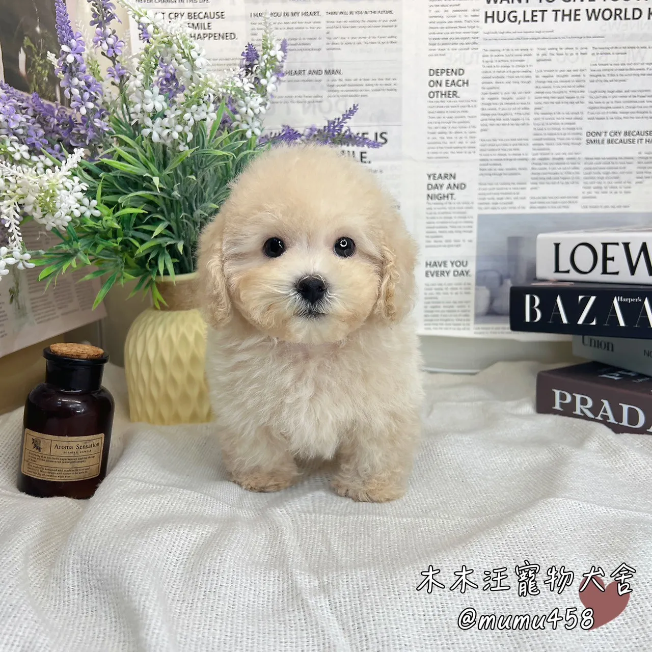泰迪熊奶油色(貴賓比熊)