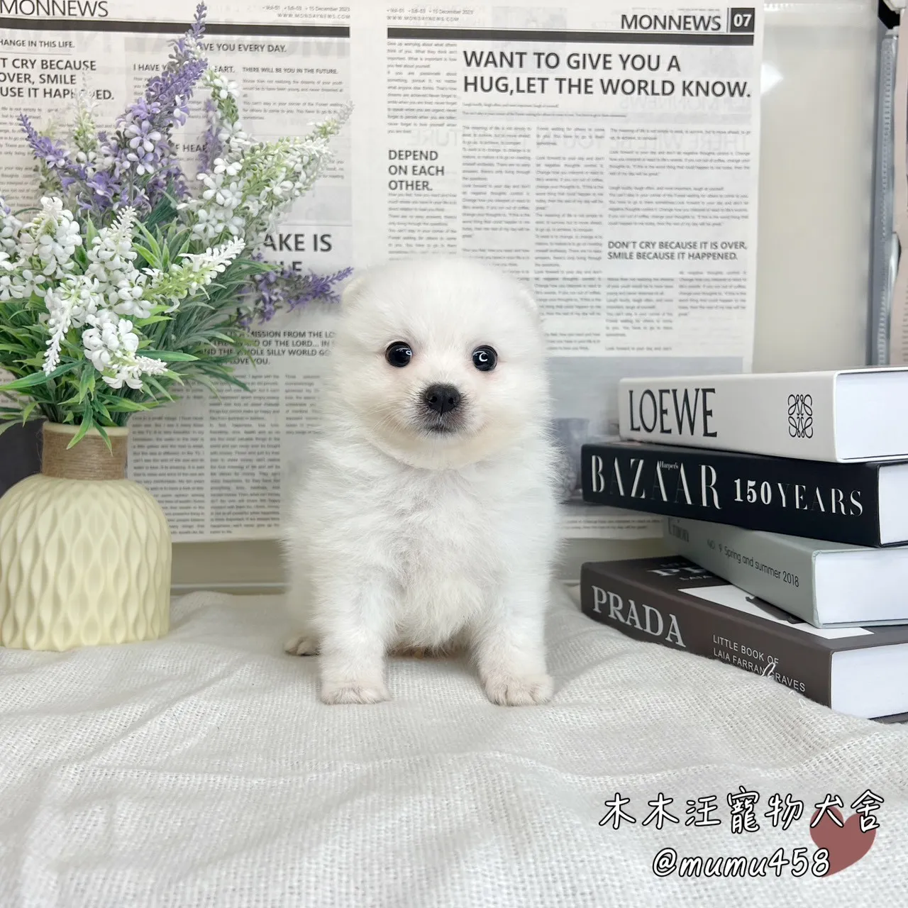 狐狸犬