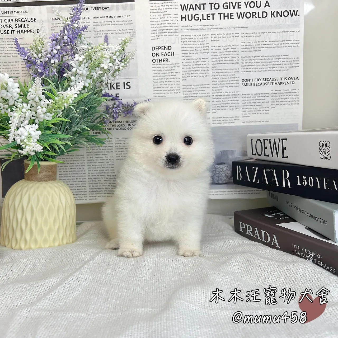 狐狸犬