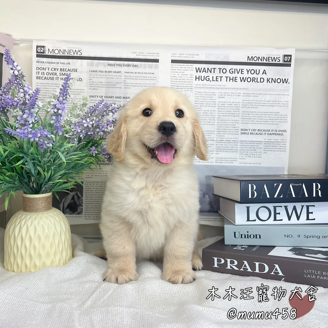 黃金獵犬