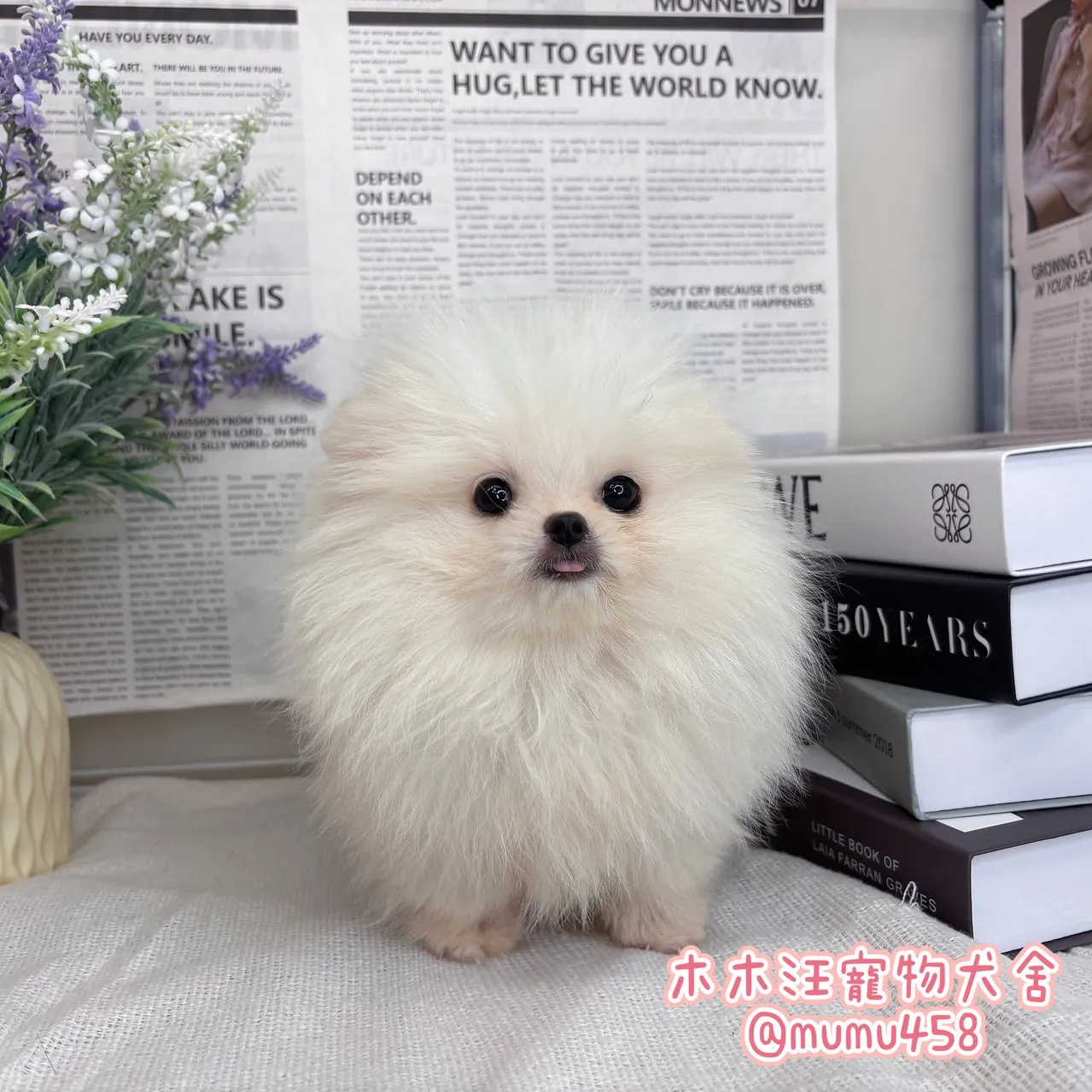 松鼠博美(白)