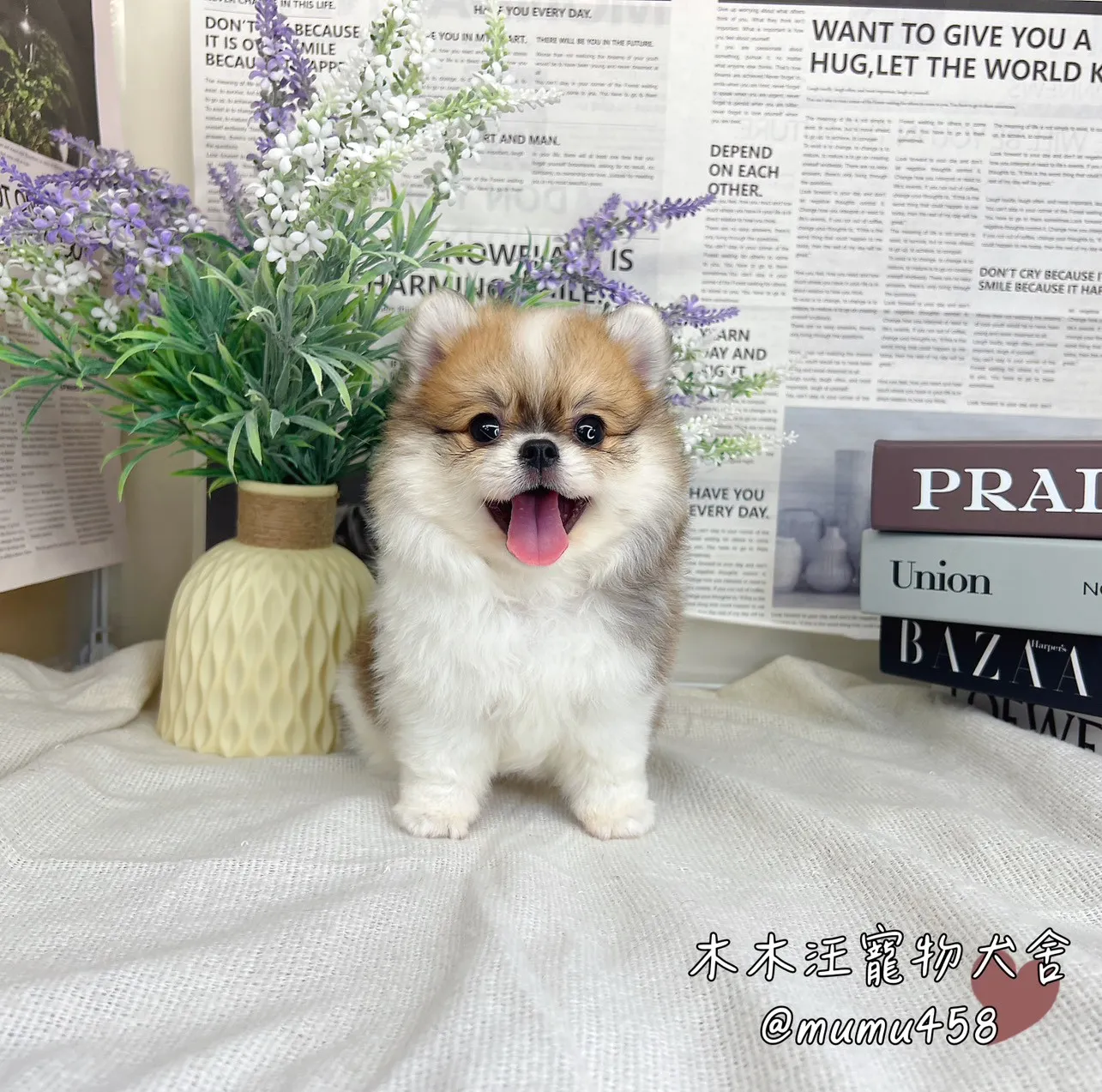 松鼠博美(奶油白花)