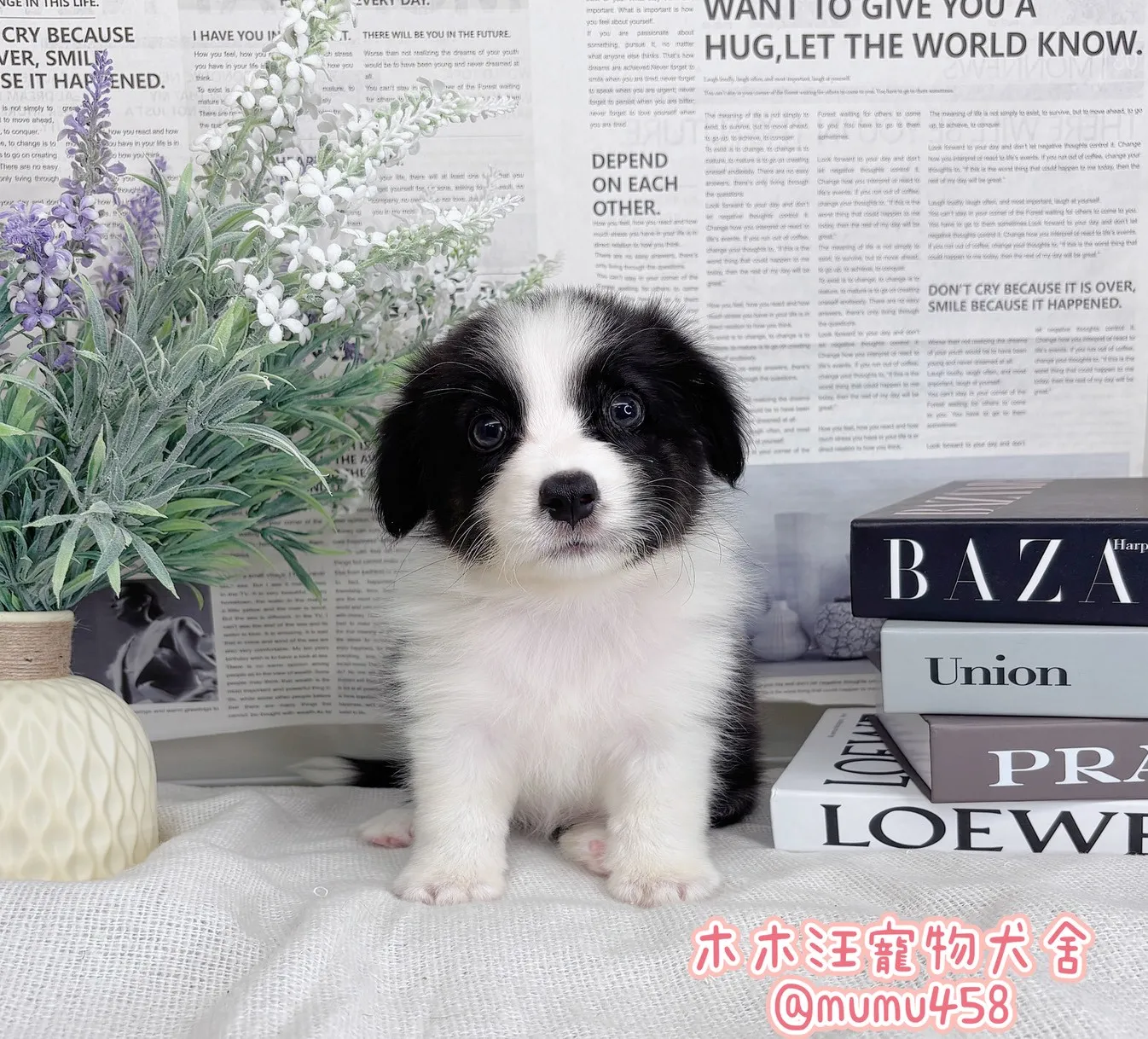 邊境牧羊犬(黑白色)