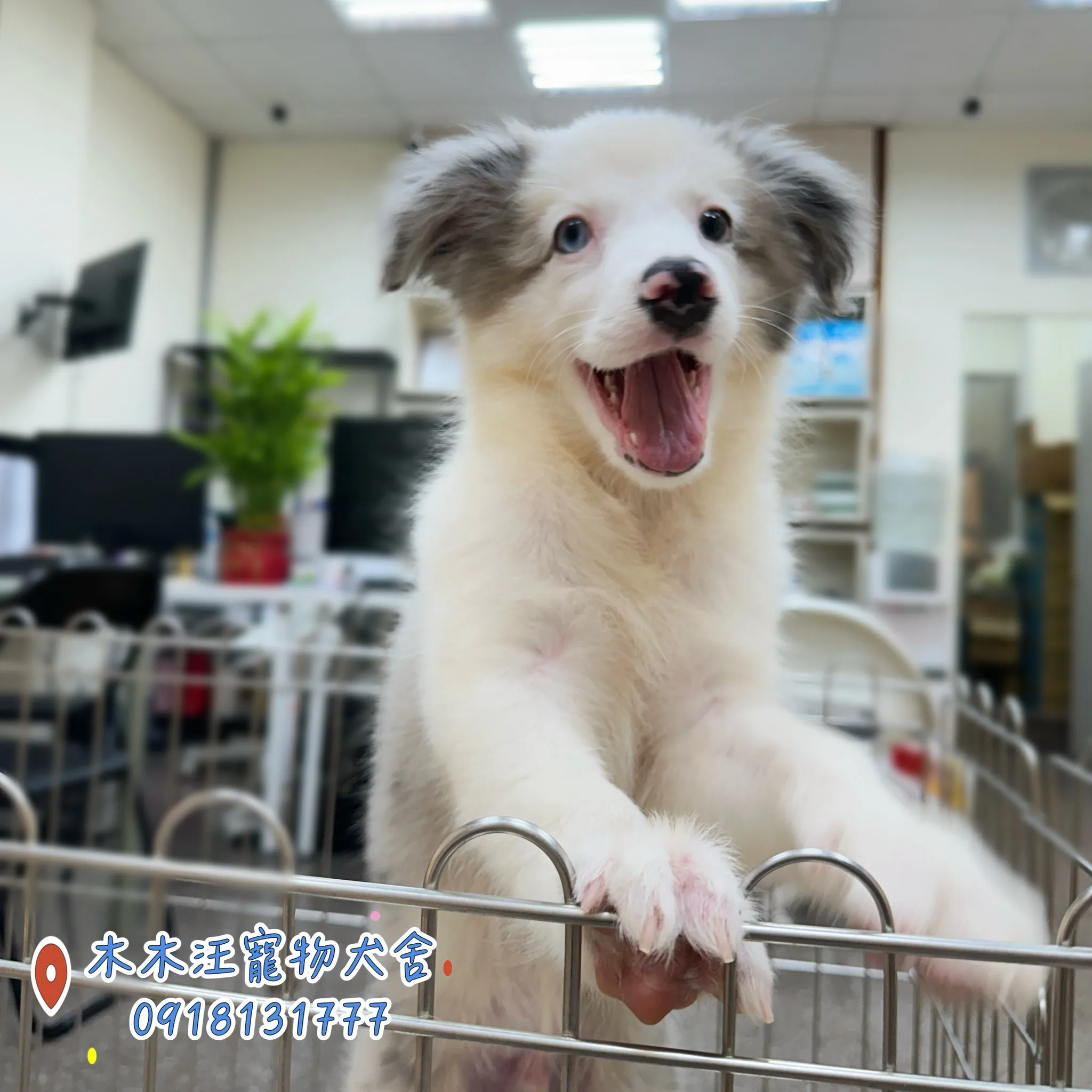 邊境牧羊犬(隕石色)