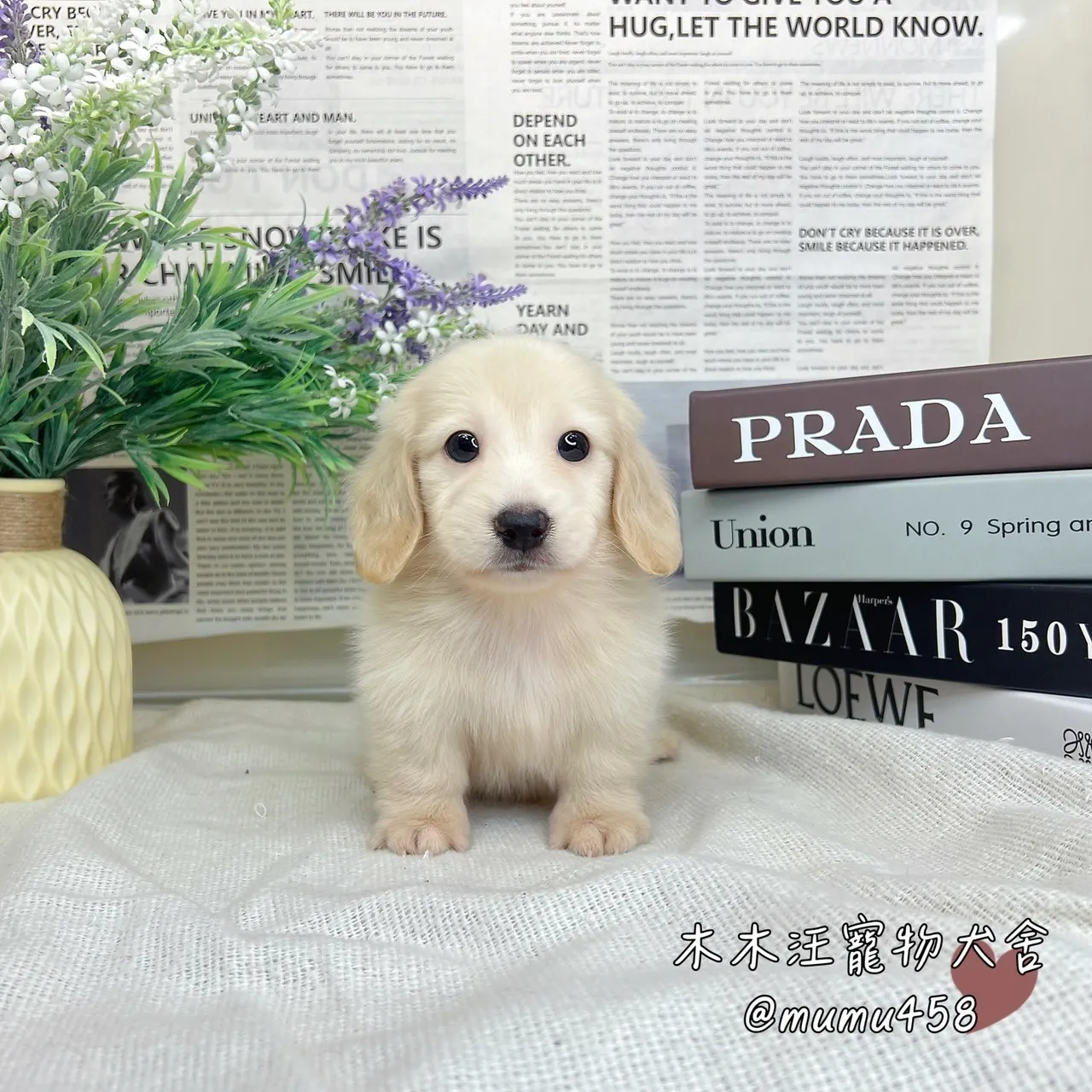 長毛臘腸(奶油色)