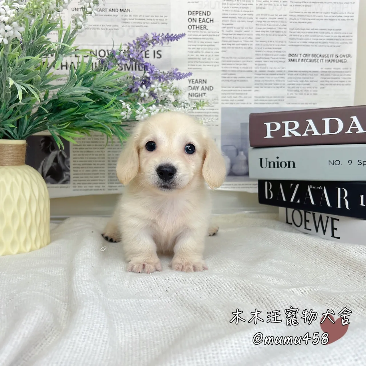 長毛臘腸(奶油色)