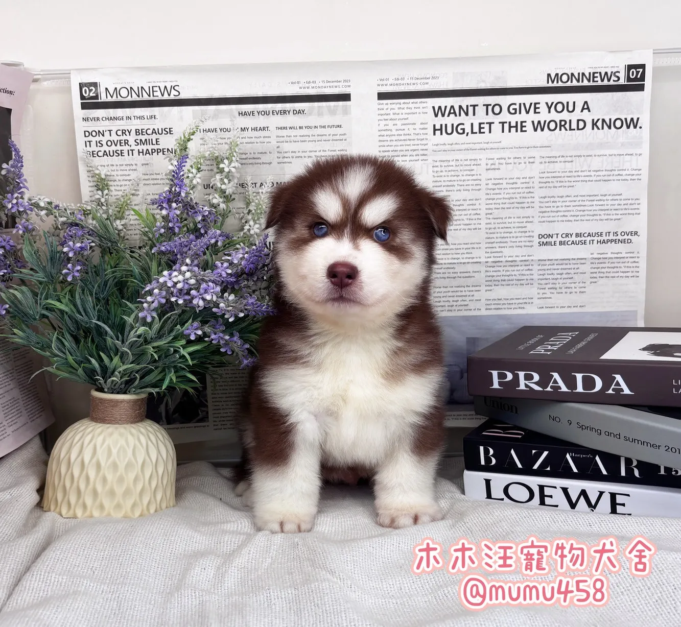 西伯利亞哈士奇(紅白)