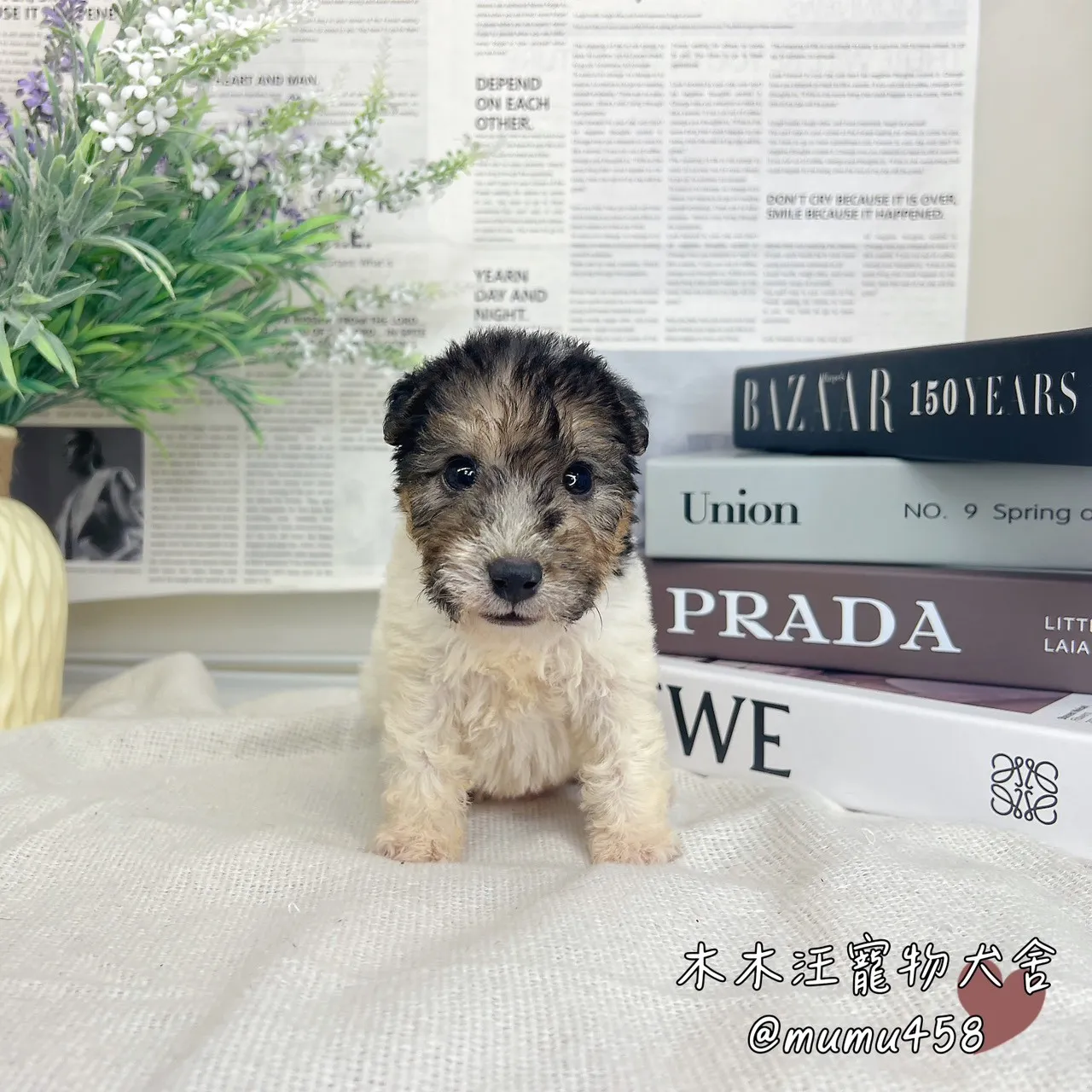 剛毛獵狐梗(懷亞鐵利亞)