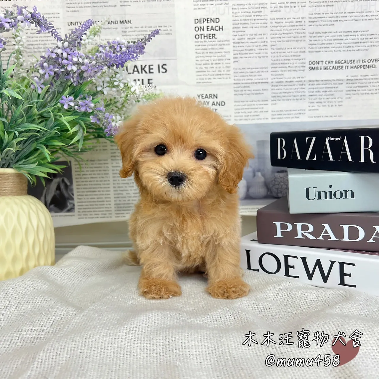 瑪爾泰迪(奶油)