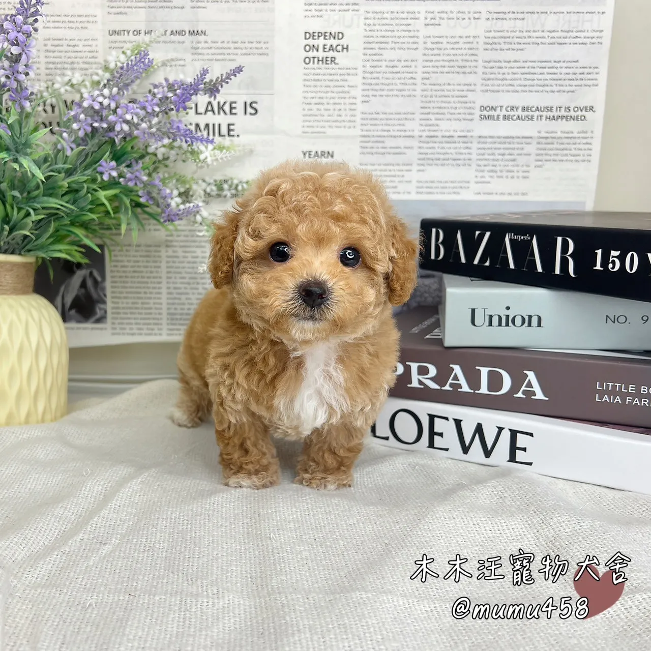 瑪爾泰迪(奶油白花)