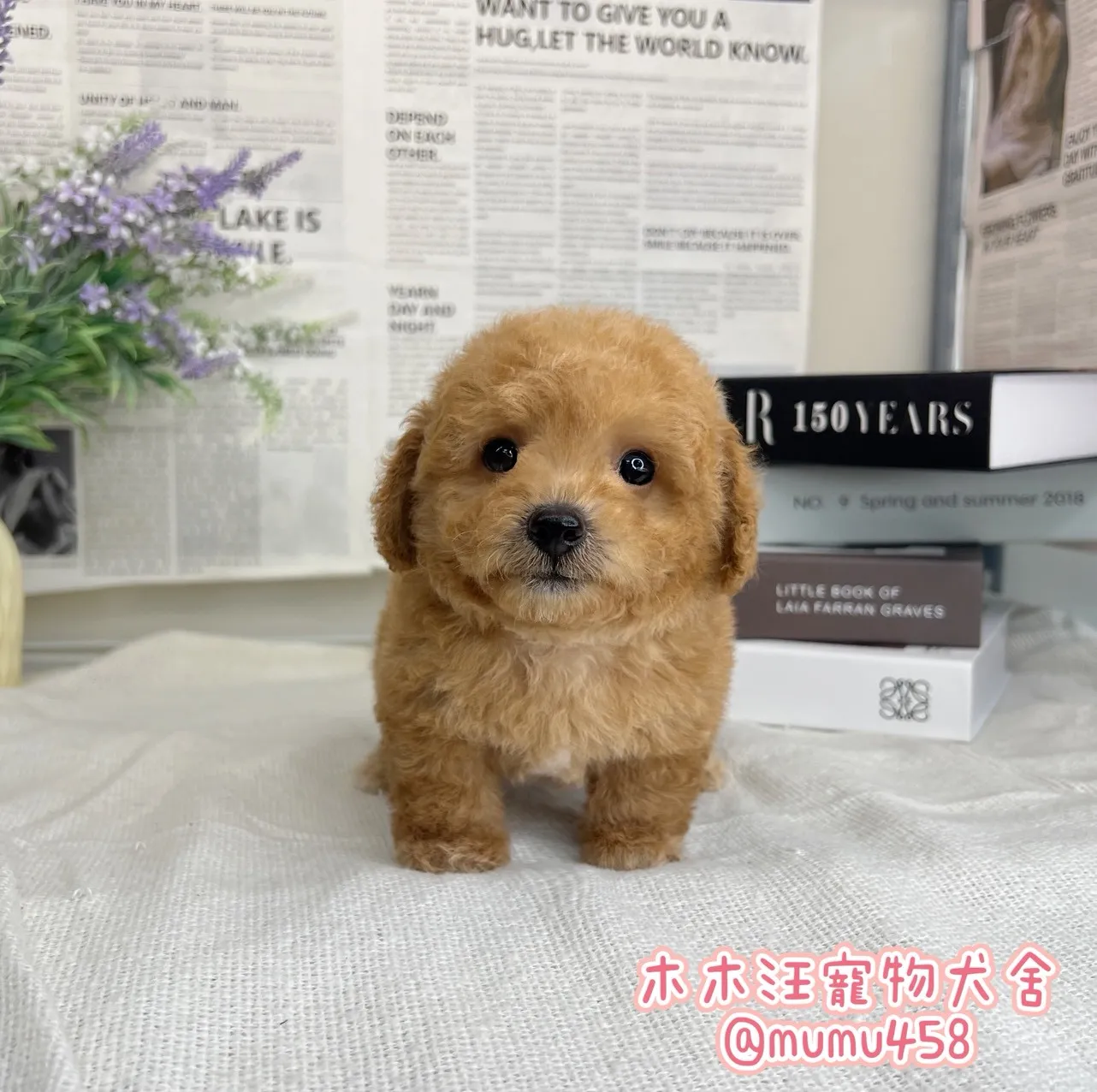 瑪爾泰迪(奶油)