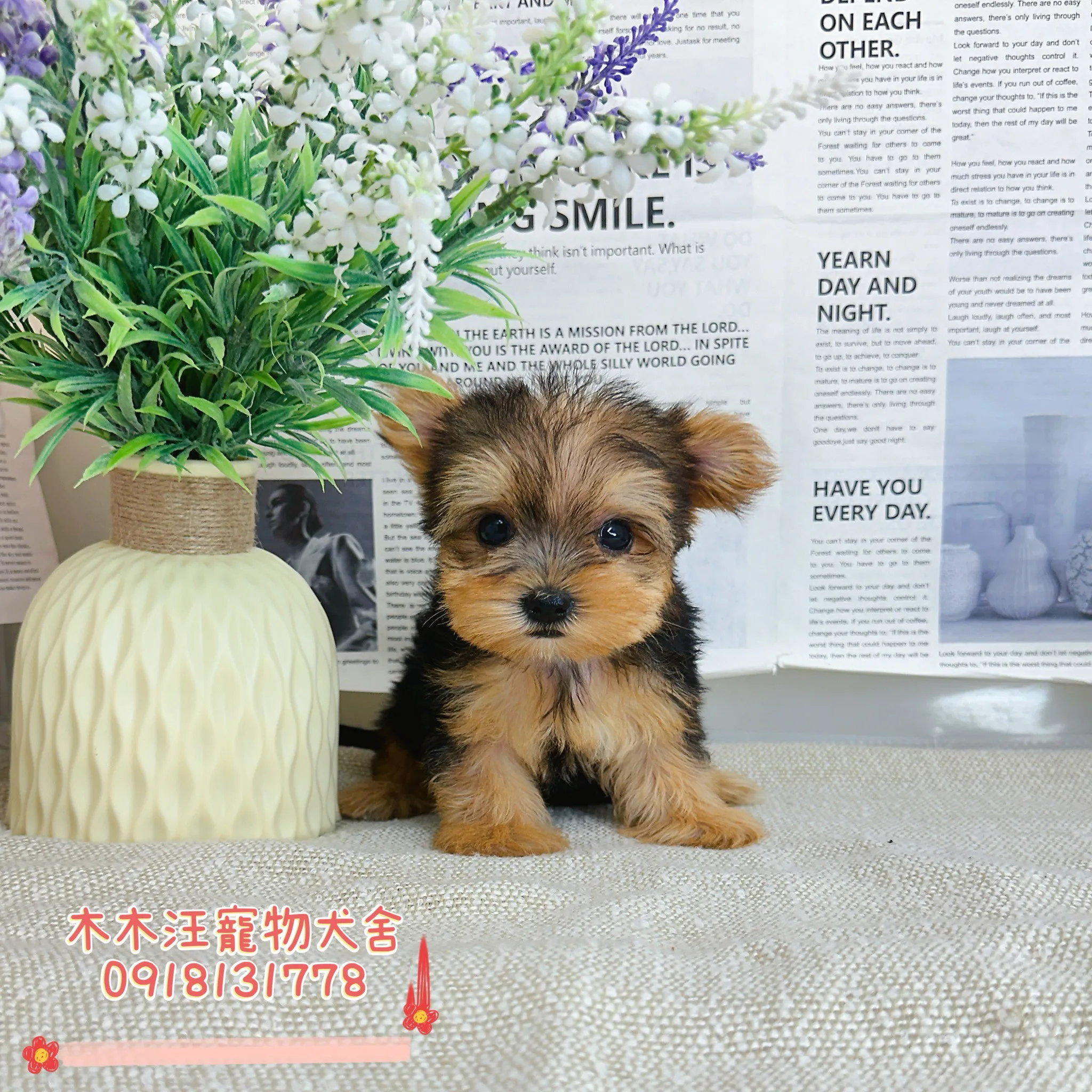 約克夏(金頭銀背)