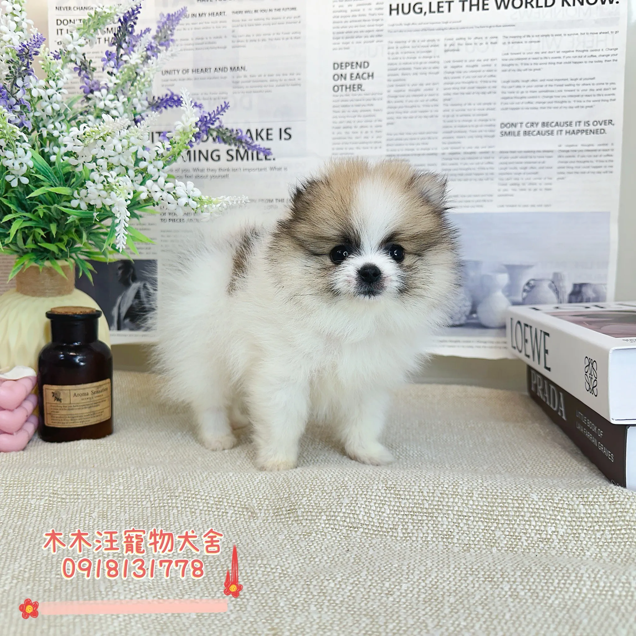 松鼠奶油花博美