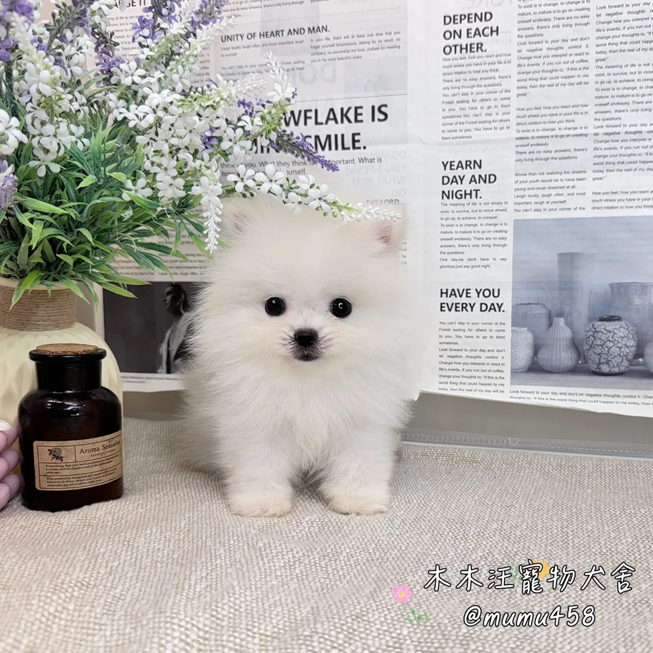 松鼠博美(白色)