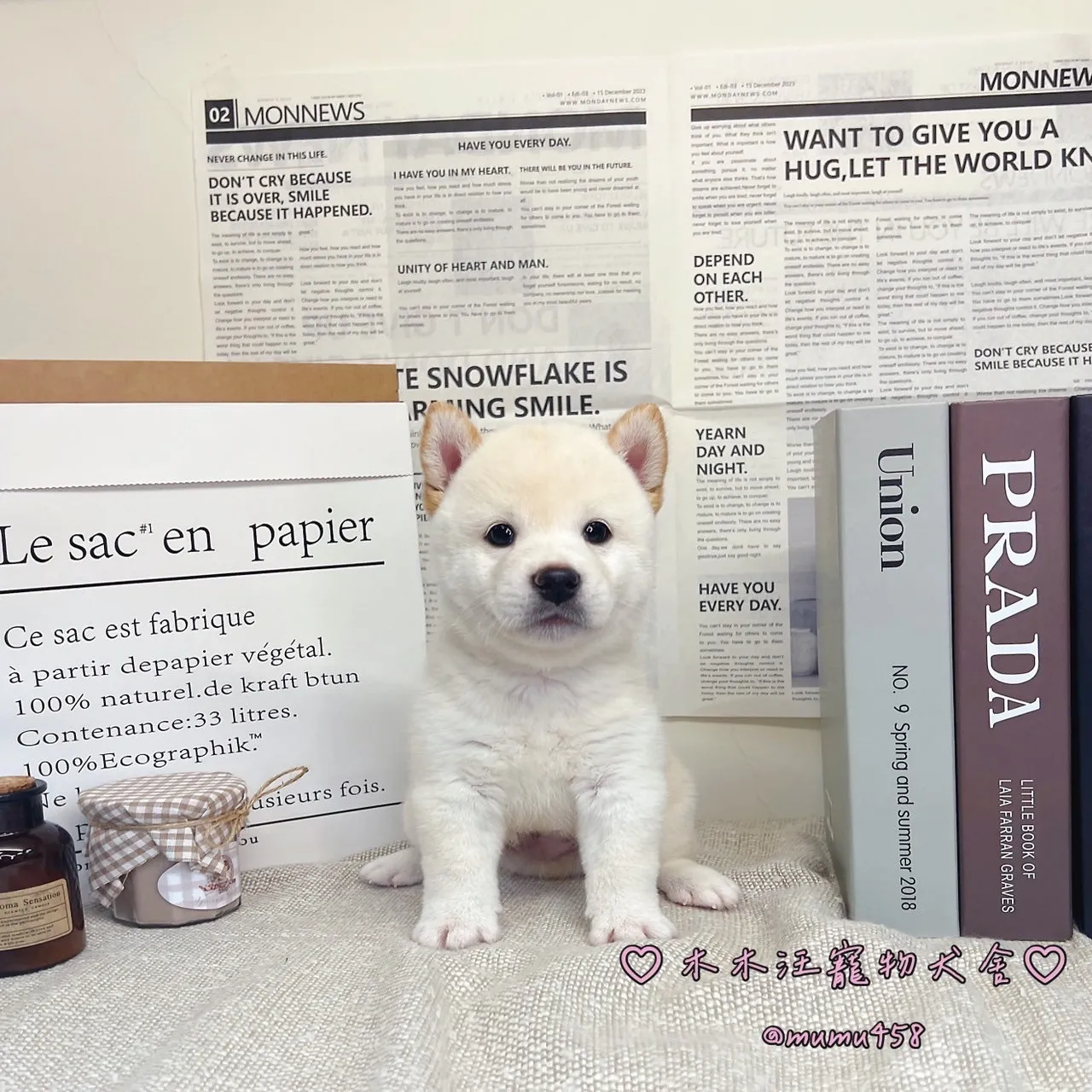 柴犬(白色)