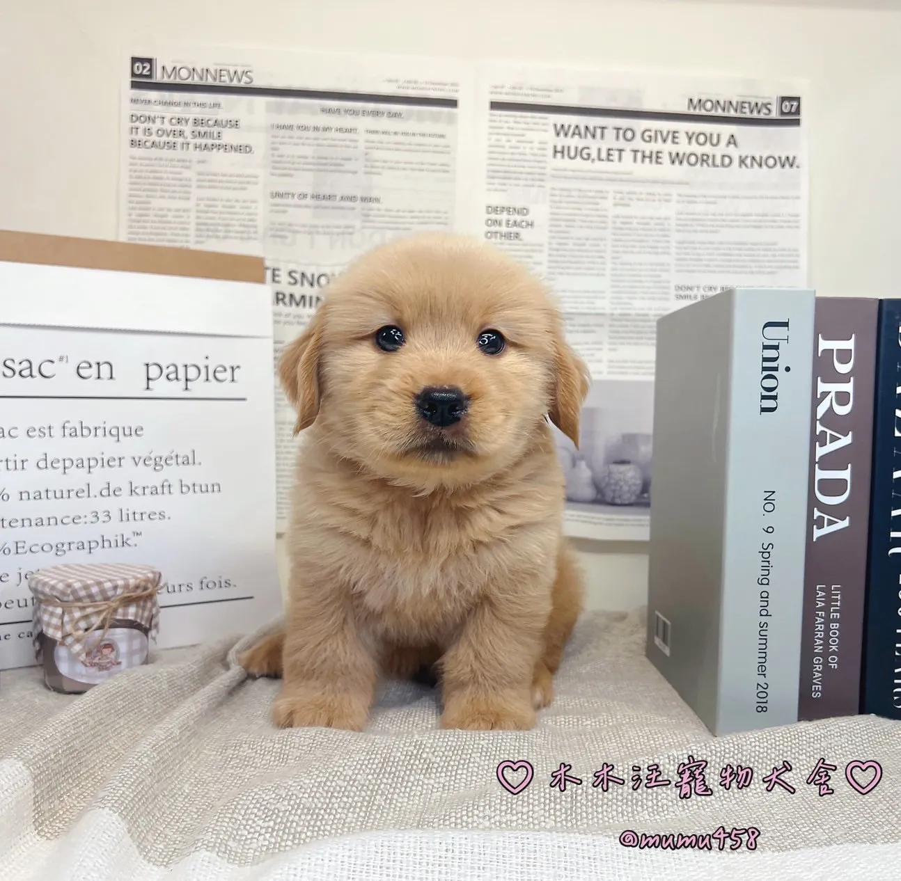 黃金獵犬(金黃色) - 01
