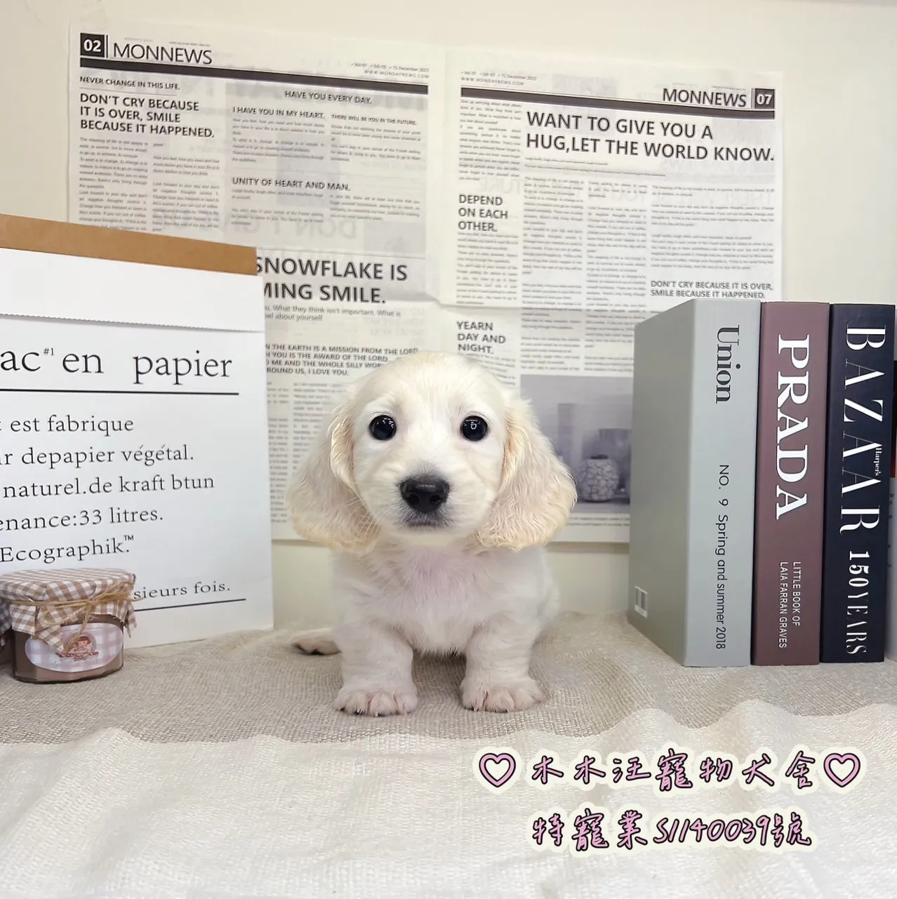 長毛臘腸犬(奶油色) - 01