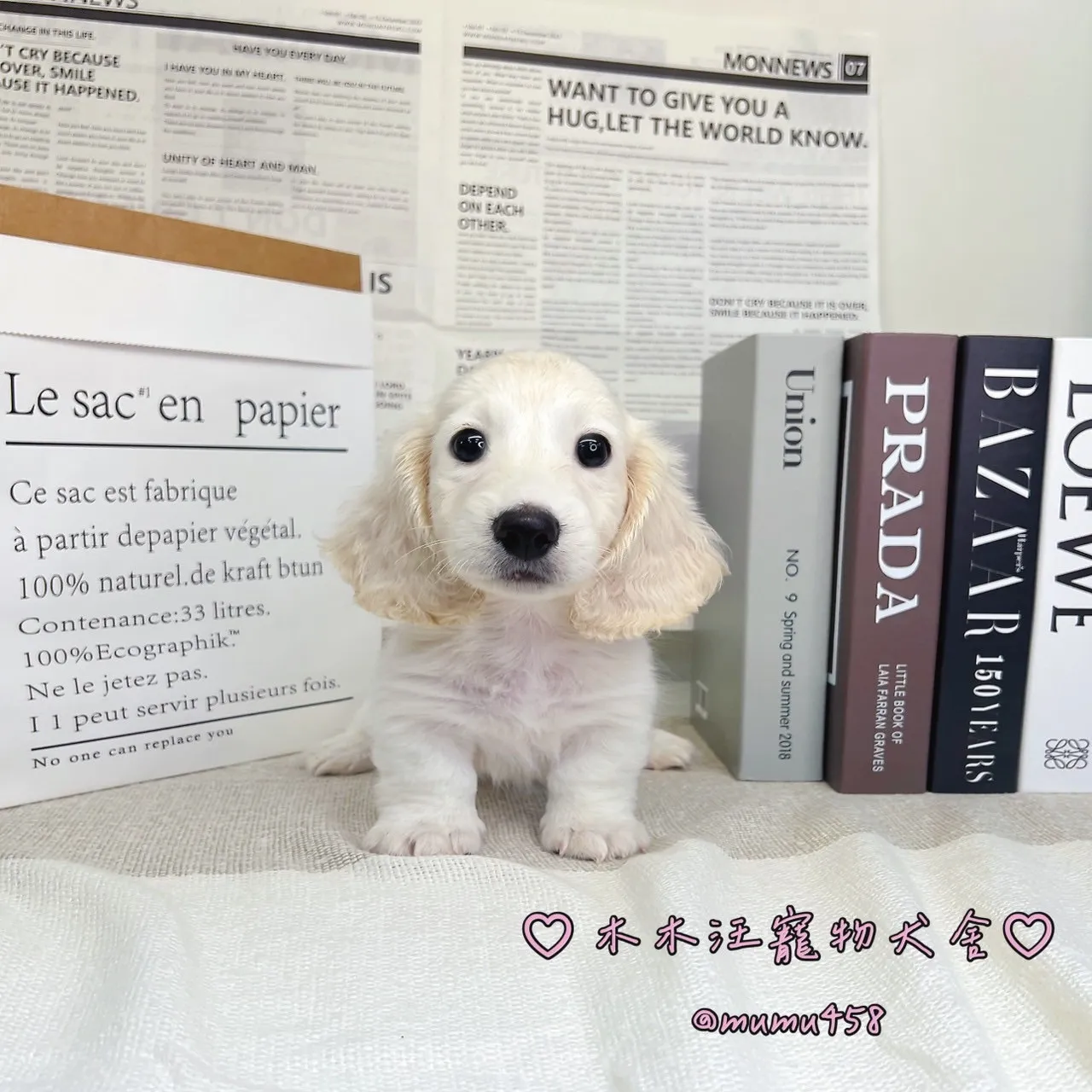 長毛臘腸犬(奶油色) - 02