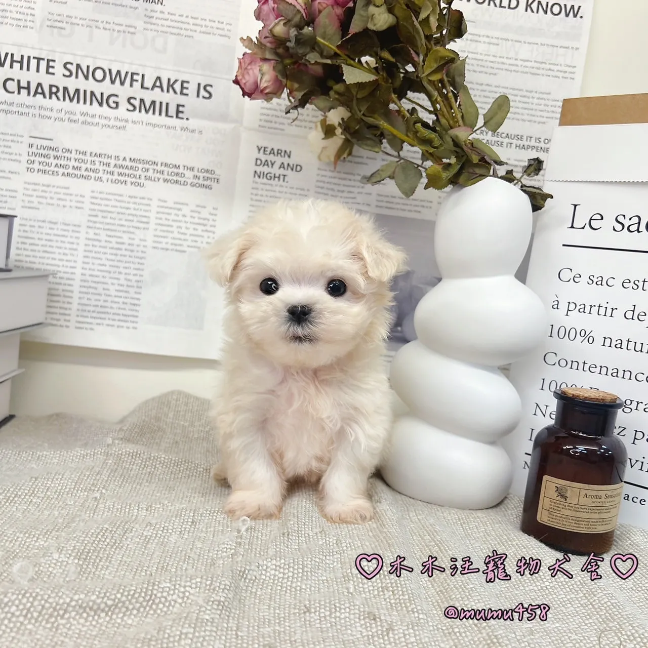 瑪爾濟斯