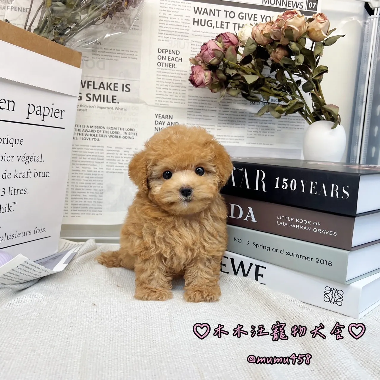 02 貴賓犬(奶油色)