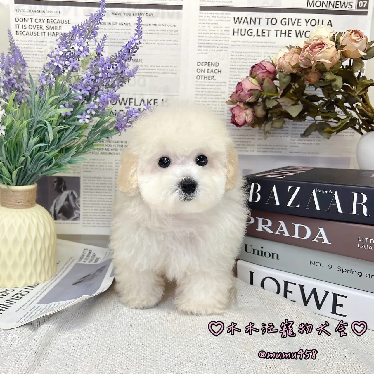 02 比熊犬(白色)