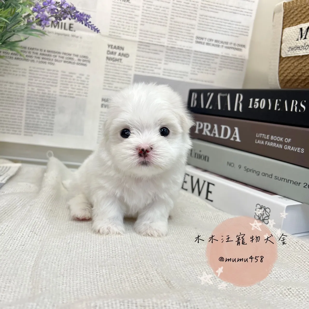 瑪爾濟斯