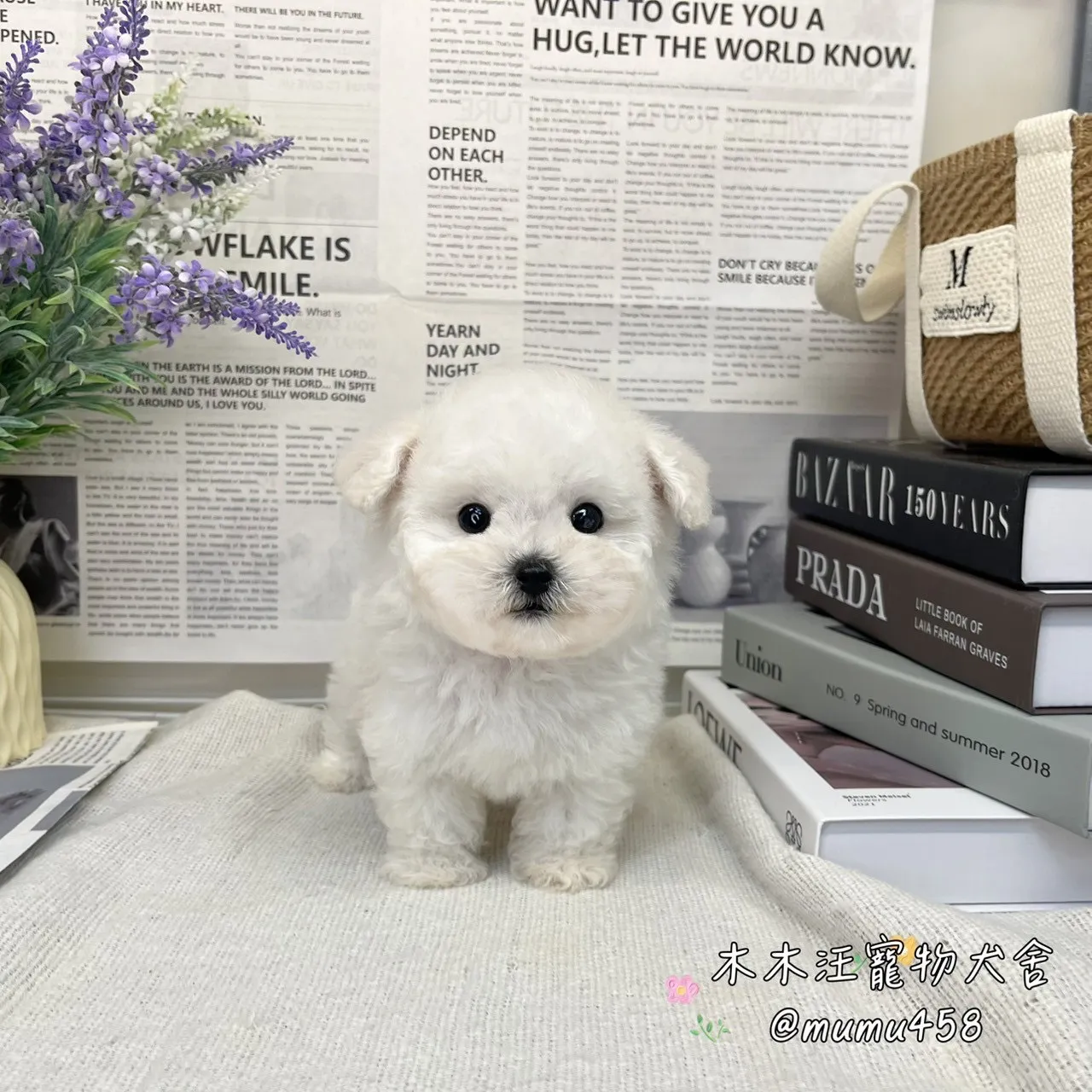 07 比熊犬(白色)