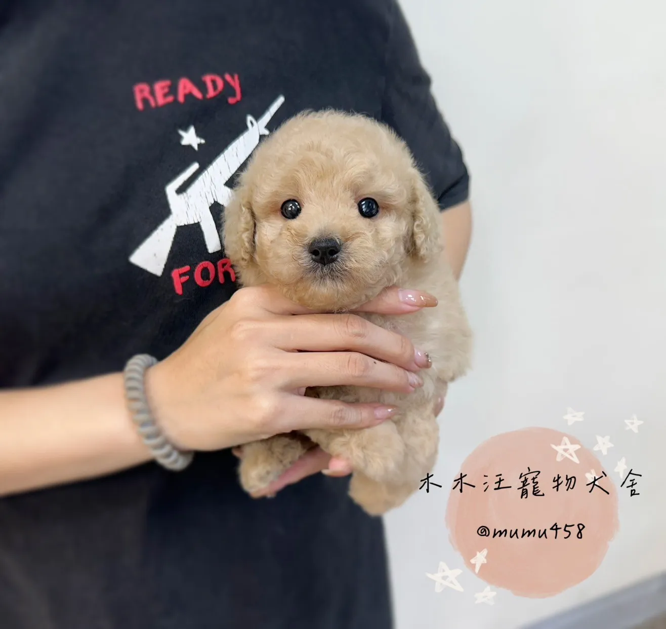 貴賓 (奶油杏色)